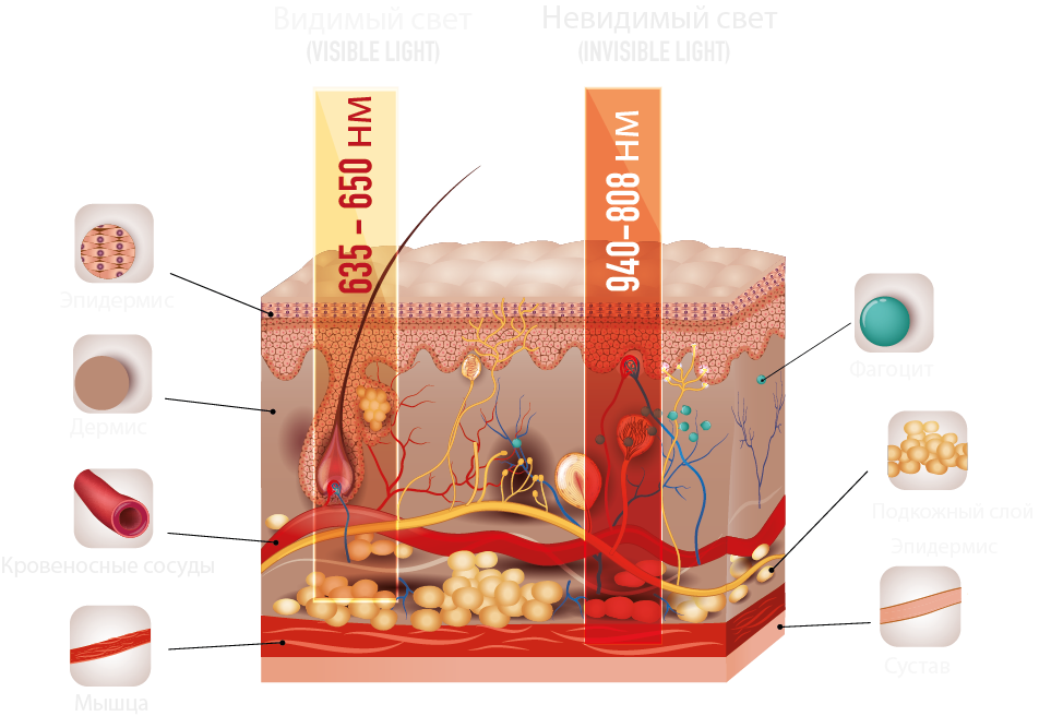 hucre-ısık-etkısı